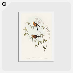 アートポストカード-Masked Grass Finch
 - オーストラリアの鳥 Postcard.