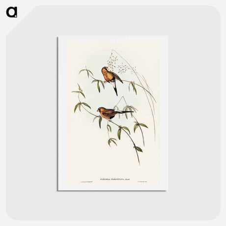 アートポストカード-Masked Grass Finch
 - オーストラリアの鳥 Postcard.