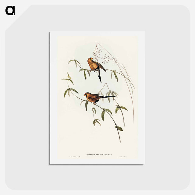 アートポストカード-Masked Grass Finch
 - オーストラリアの鳥 Postcard.