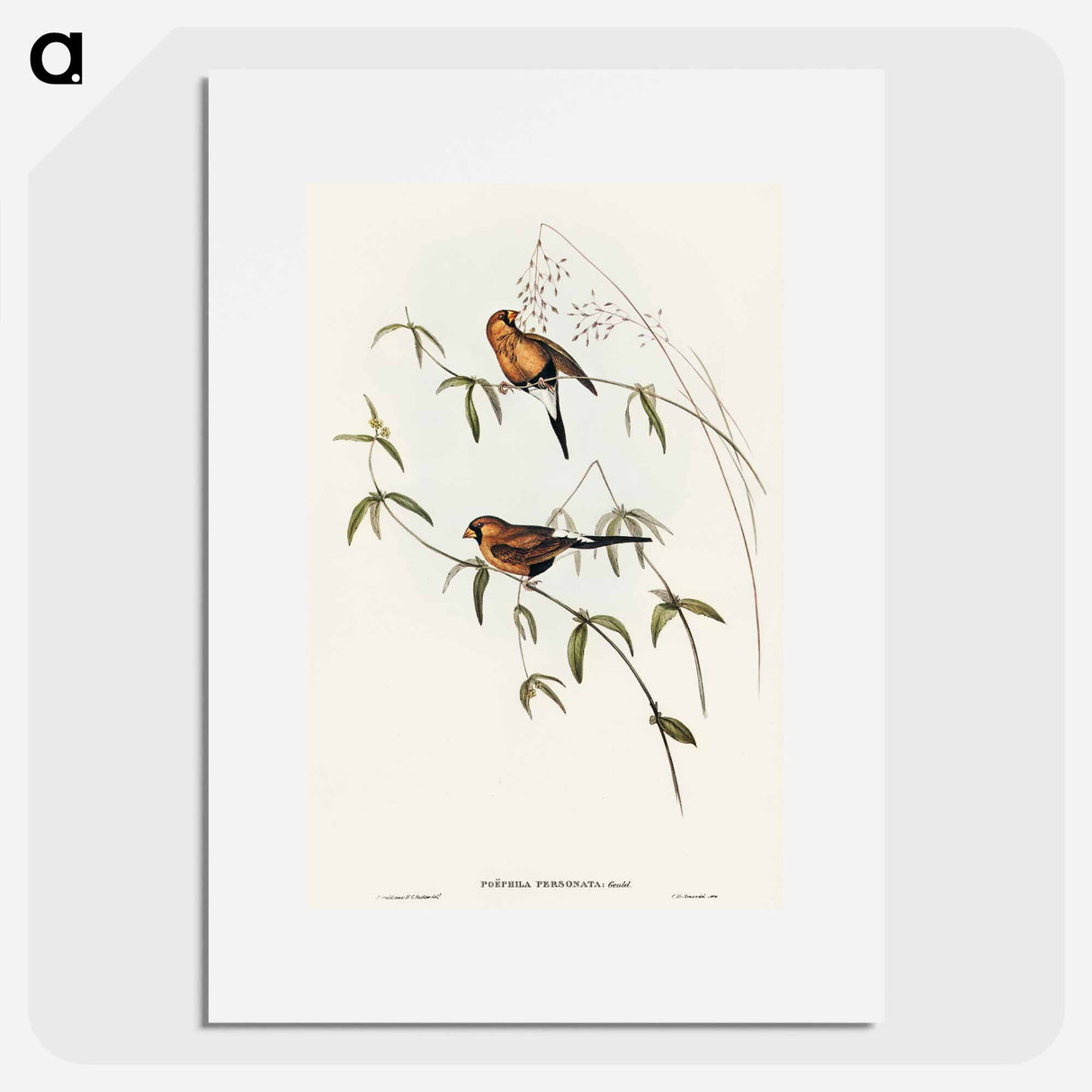 Masked Grass Finch
 - オーストラリアの鳥 Poster.