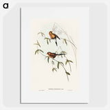 Masked Grass Finch
 - オーストラリアの鳥 Poster.