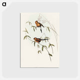 アートポストカード-Masked Grass Finch
 - オーストラリアの鳥 Postcard.