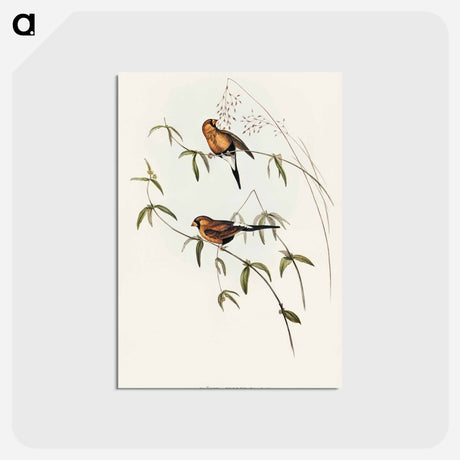 アートポストカード-Masked Grass Finch
 - オーストラリアの鳥 Postcard.