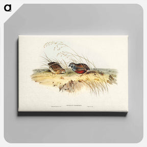 アートパネル-Chinese Quail
 - ジョン グールド Canvas.