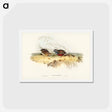 アートポストカード-Chinese Quail
 - ジョン グールド Postcard.