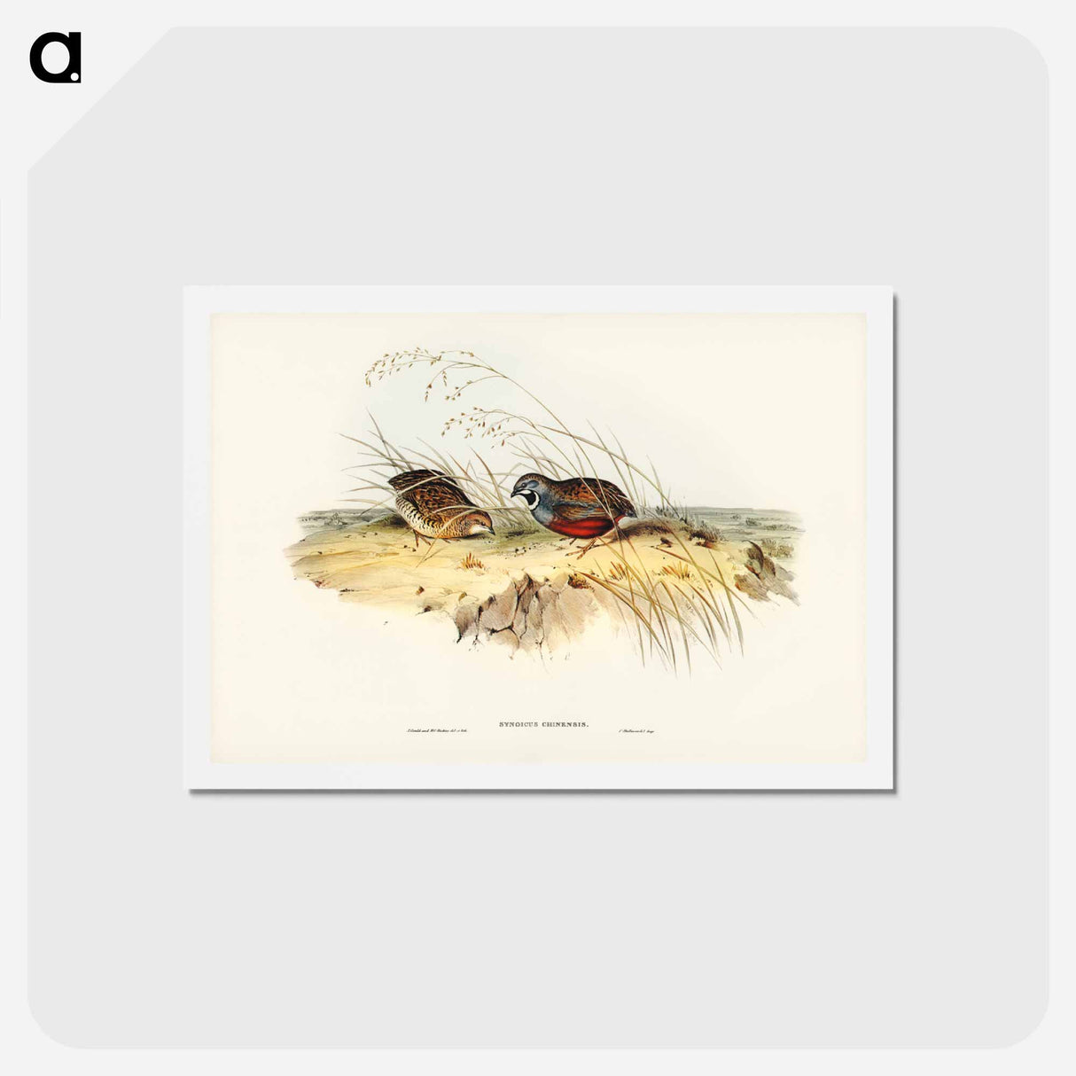 アートポストカード-Chinese Quail
 - ジョン グールド Postcard.
