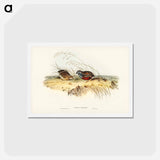 アートポストカード-Chinese Quail
 - ジョン グールド Postcard.