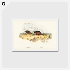 アートポストカード-Chinese Quail
 - ジョン グールド Postcard.
