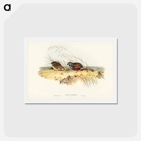 アートポストカード-Chinese Quail
 - ジョン グールド Postcard.