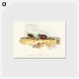 アートポストカード-Chinese Quail
 - ジョン グールド Postcard.