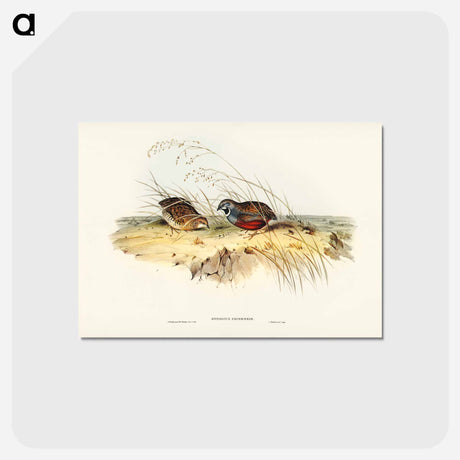 アートポストカード-Chinese Quail
 - ジョン グールド Postcard.