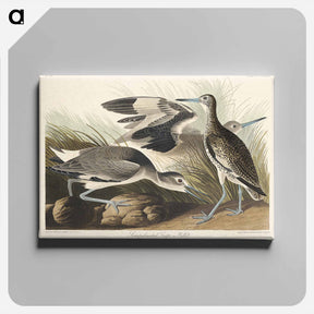アートパネル-Semipalmated Snipe or Willet
 - ジョン ジェームス オーデュボン Canvas.
