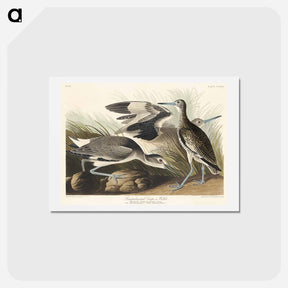 アートポストカード-Semipalmated Snipe or Willet
 - ジョン ジェームス オーデュボン Postcard.
