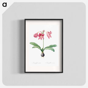 アートポスター-Netted-veined amaryllis illustration - ピエール ジョゼフ ルドゥーテ Poster.