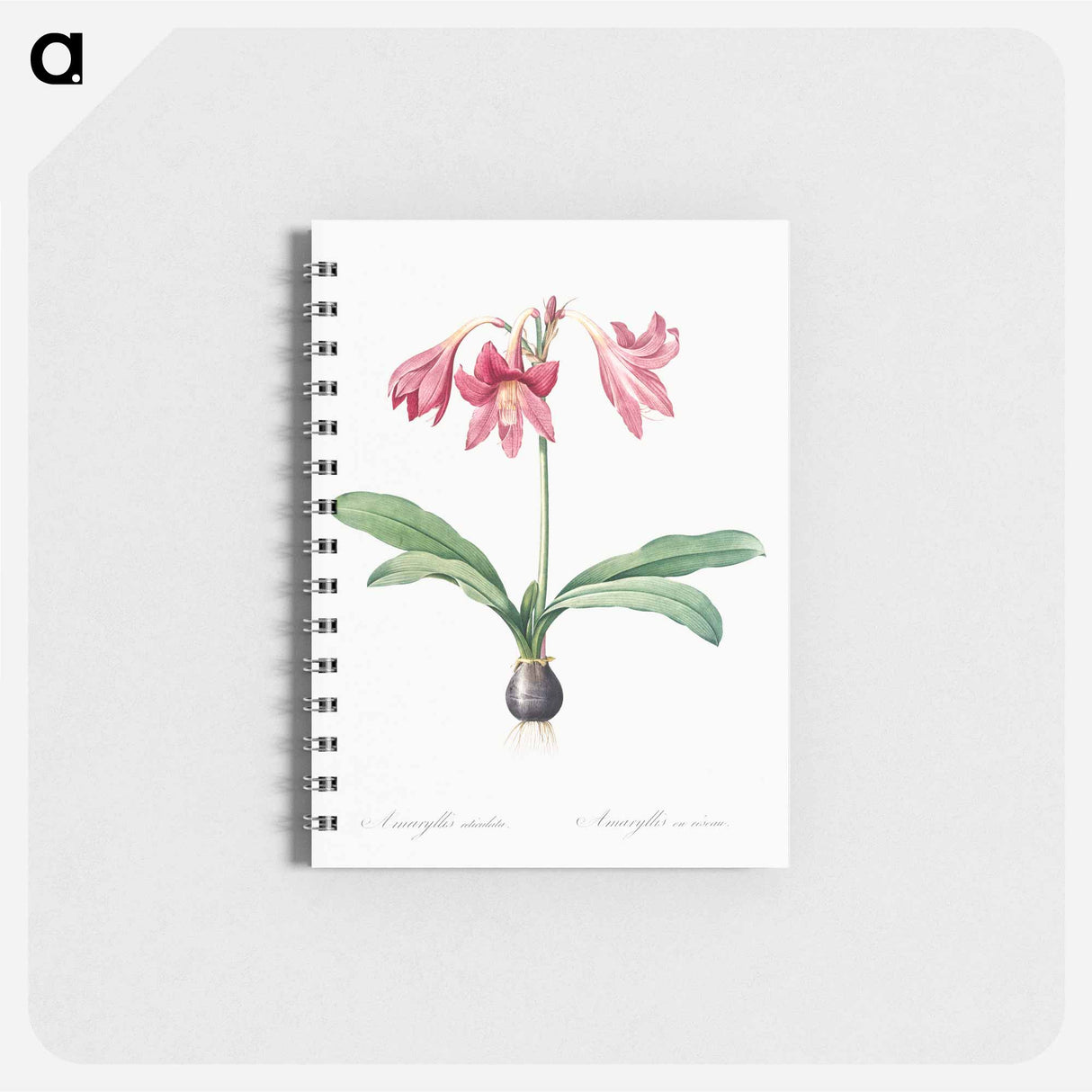 Netted-veined amaryllis illustration - ピエール ジョゼフ ルドゥーテ Memo.