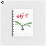 Netted-veined amaryllis illustration - ピエール ジョゼフ ルドゥーテ Memo.