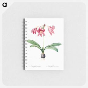 アートメモ帳-Netted-veined amaryllis illustration - ピエール ジョゼフ ルドゥーテ Memo.
