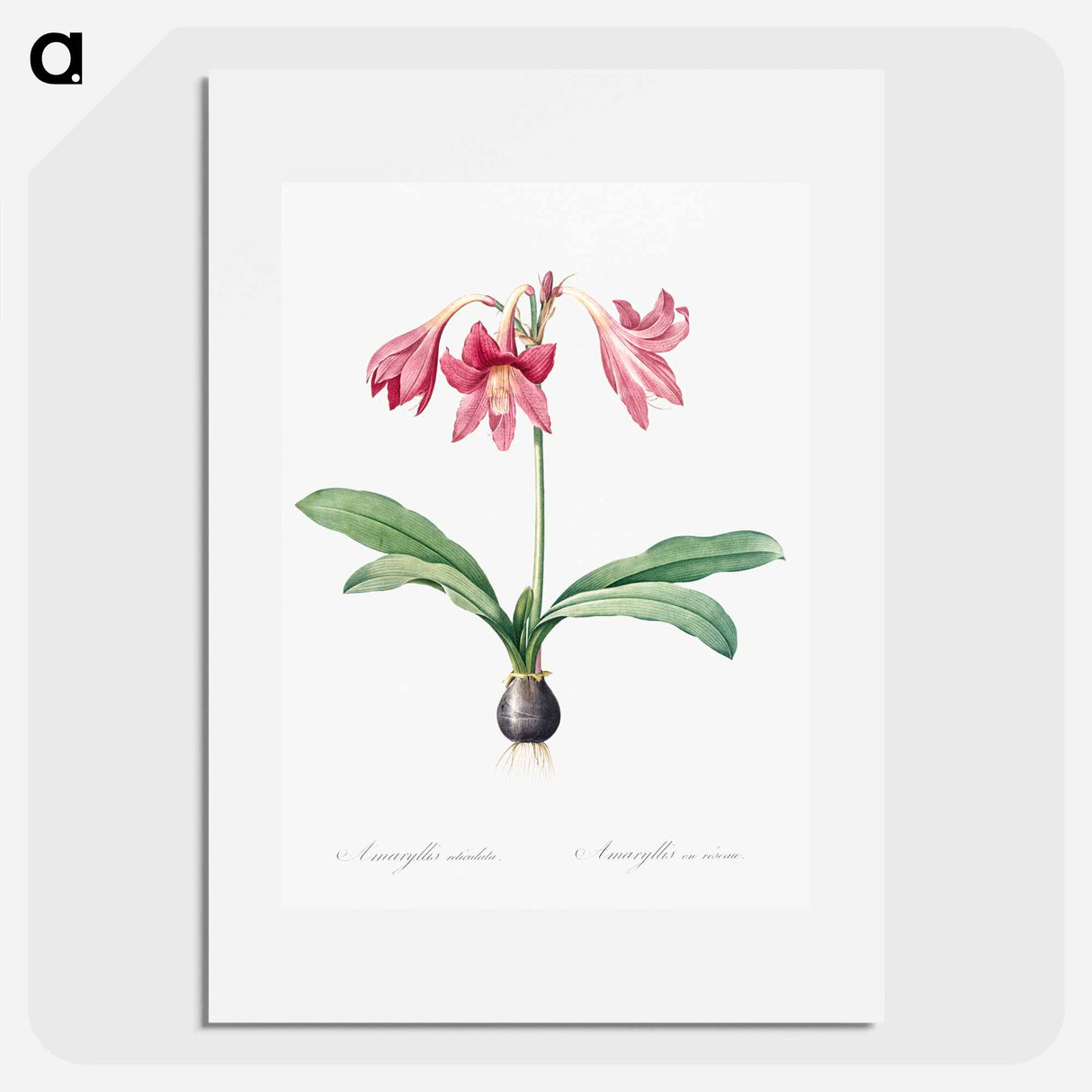 Netted-veined amaryllis illustration - ピエール ジョゼフ ルドゥーテ Poster.