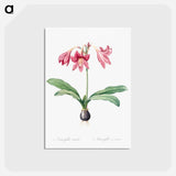 アートポストカード-Netted-veined amaryllis illustration - ピエール ジョゼフ ルドゥーテ Postcard.