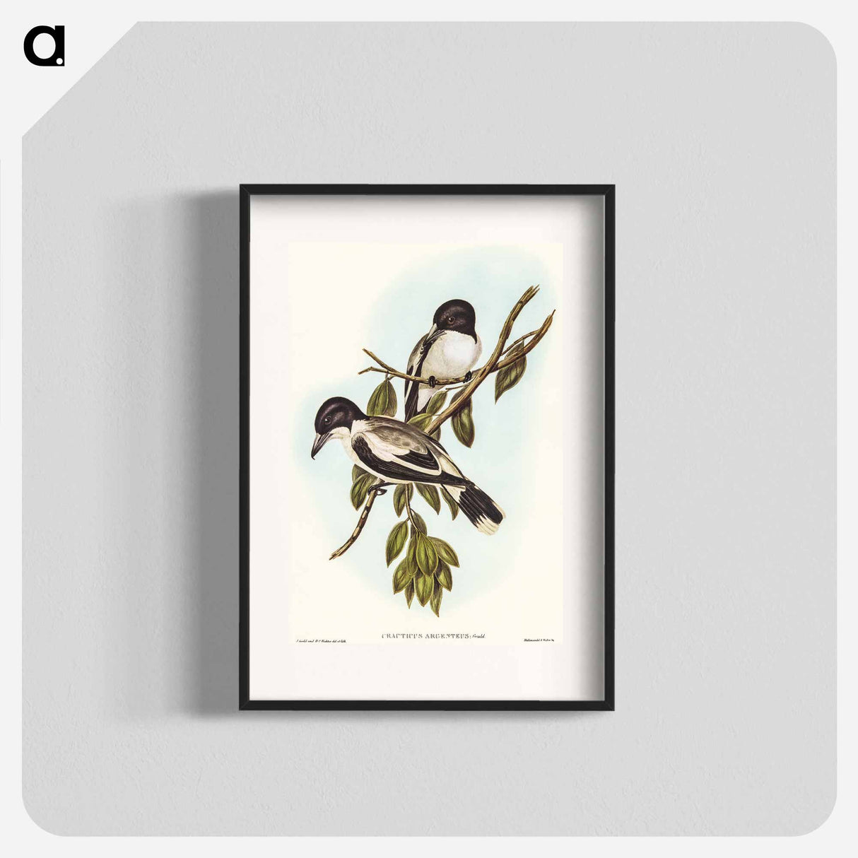 Silvery-backed Butcher-Bird
 - オーストラリアの鳥 Poster.