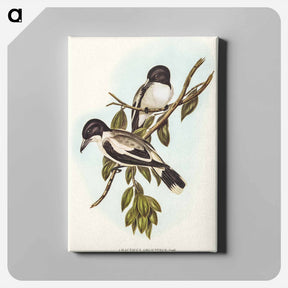 アートパネル-Silvery-backed Butcher-Bird
 - オーストラリアの鳥 Canvas.