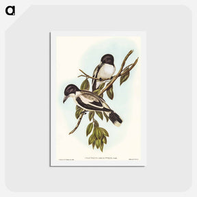 アートポストカード-Silvery-backed Butcher-Bird
 - オーストラリアの鳥 Postcard.