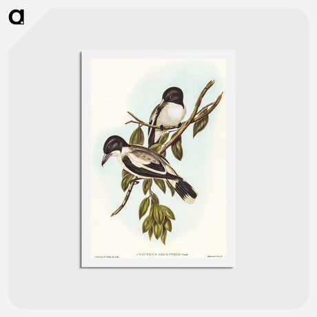 アートポストカード-Silvery-backed Butcher-Bird
 - オーストラリアの鳥 Postcard.