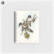 アートメモ帳-Silvery-backed Butcher-Bird
 - オーストラリアの鳥 Memo.
