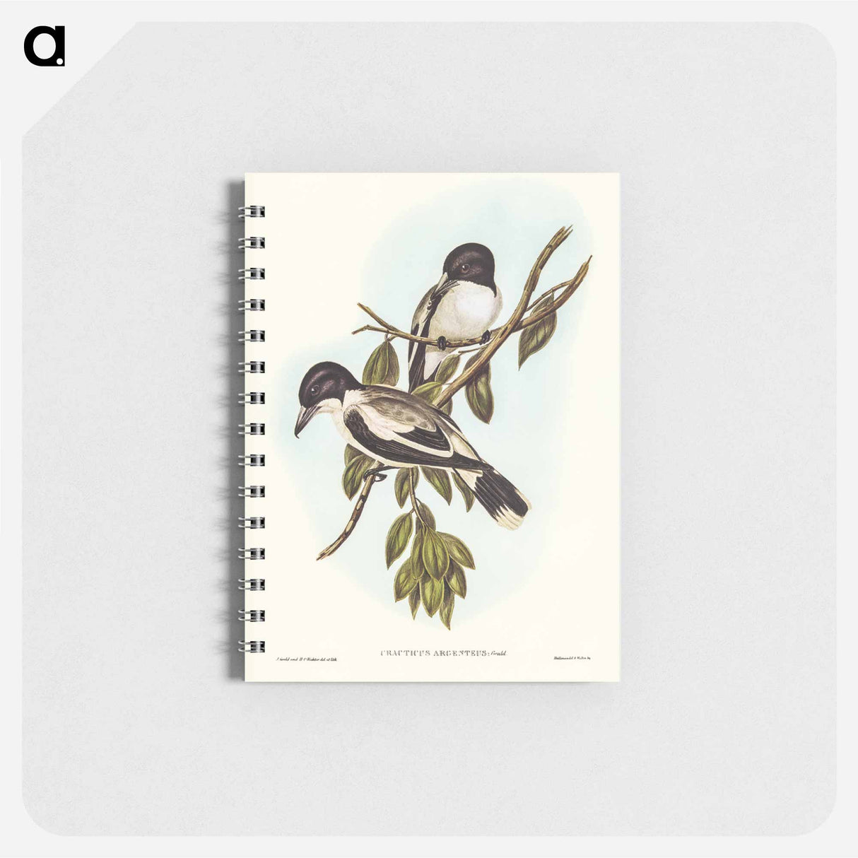 アートメモ帳-Silvery-backed Butcher-Bird
 - オーストラリアの鳥 Memo.
