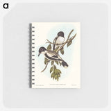 アートメモ帳-Silvery-backed Butcher-Bird
 - オーストラリアの鳥 Memo.