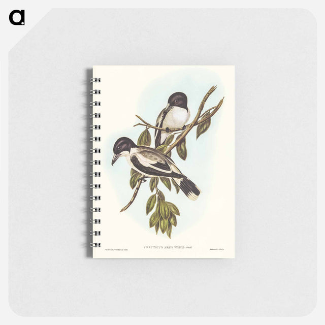 アートメモ帳-Silvery-backed Butcher-Bird
 - オーストラリアの鳥 Memo.