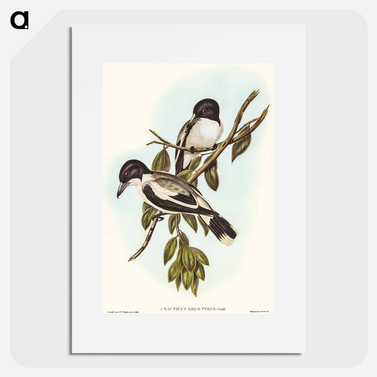 アートポスター-Silvery-backed Butcher-Bird
 - オーストラリアの鳥 Poster.