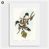 アートポスター-Silvery-backed Butcher-Bird
 - オーストラリアの鳥 Poster.