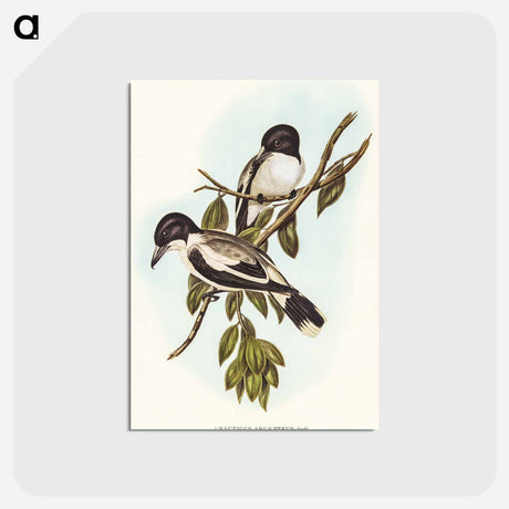 アートポストカード-Silvery-backed Butcher-Bird
 - オーストラリアの鳥 Postcard.
