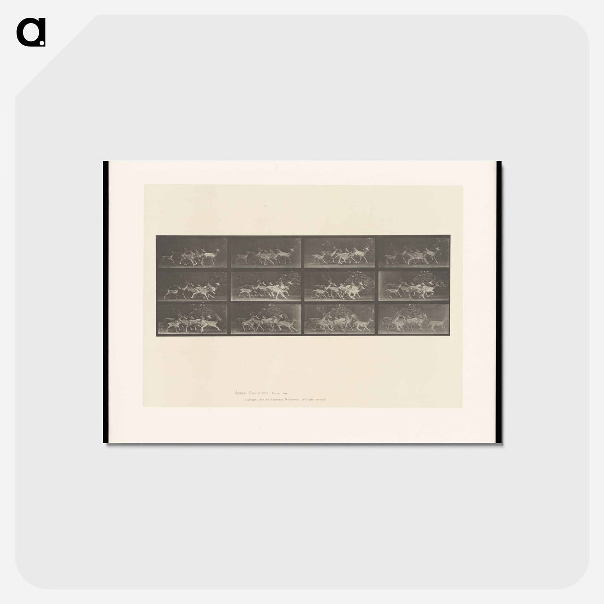 アートポストカード-Running Fallow Deer
 - エドワード マイブリッジ Postcard.