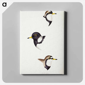 アートパネル-Australian Plovers
 - ジョン グールド Canvas.