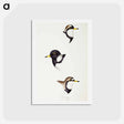 アートポストカード-Australian Plovers
 - ジョン グールド Postcard.