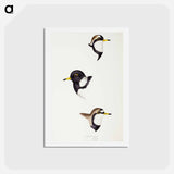 アートポストカード-Australian Plovers
 - ジョン グールド Postcard.