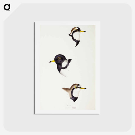 アートポストカード-Australian Plovers
 - ジョン グールド Postcard.