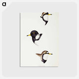 アートポストカード-Australian Plovers
 - ジョン グールド Postcard.