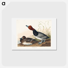 アートポストカード-Red-Headed Duck
 - ジョン ジェームス オーデュボン Postcard.