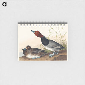 アートメモ帳-Red-Headed Duck
 - ジョン ジェームス オーデュボン Memo.