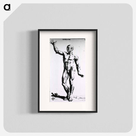 アートポスター-Muscles
 - 国立医学図書館 Poster.