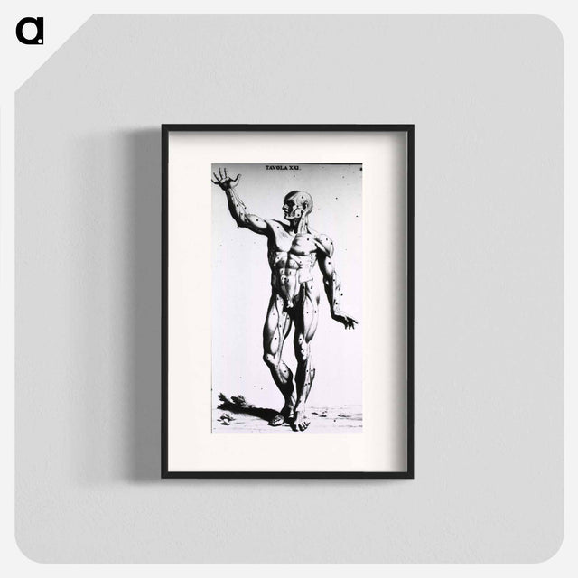 アートポスター-Muscles
 - 国立医学図書館 Poster.