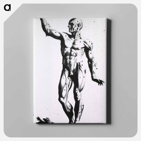アートパネル-Muscles
 - 国立医学図書館 Canvas.