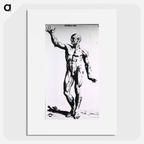 アートポスター-Muscles
 - 国立医学図書館 Poster.