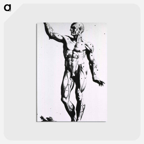 アートポストカード-Muscles
 - 国立医学図書館 Postcard.