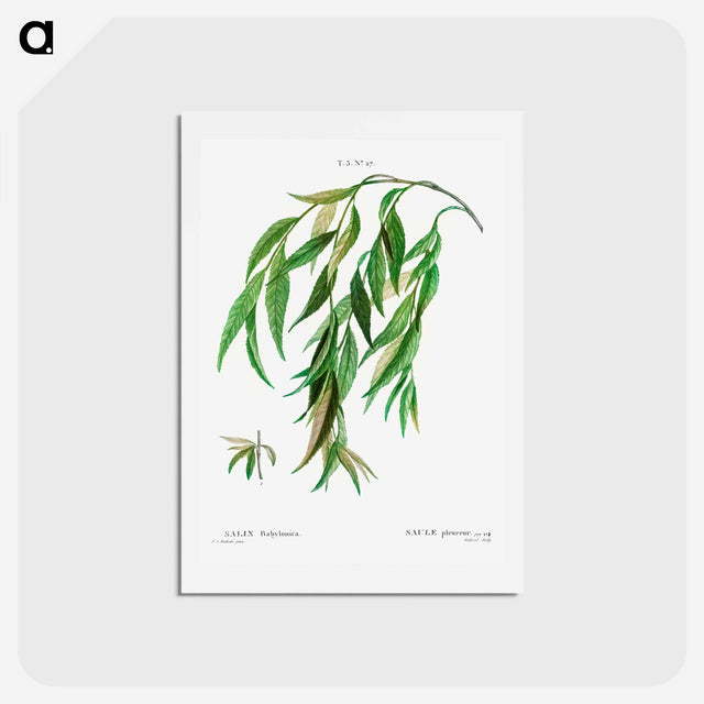 アートポストカード-Weeping willow - ピエール ジョゼフ ルドゥーテ Postcard.