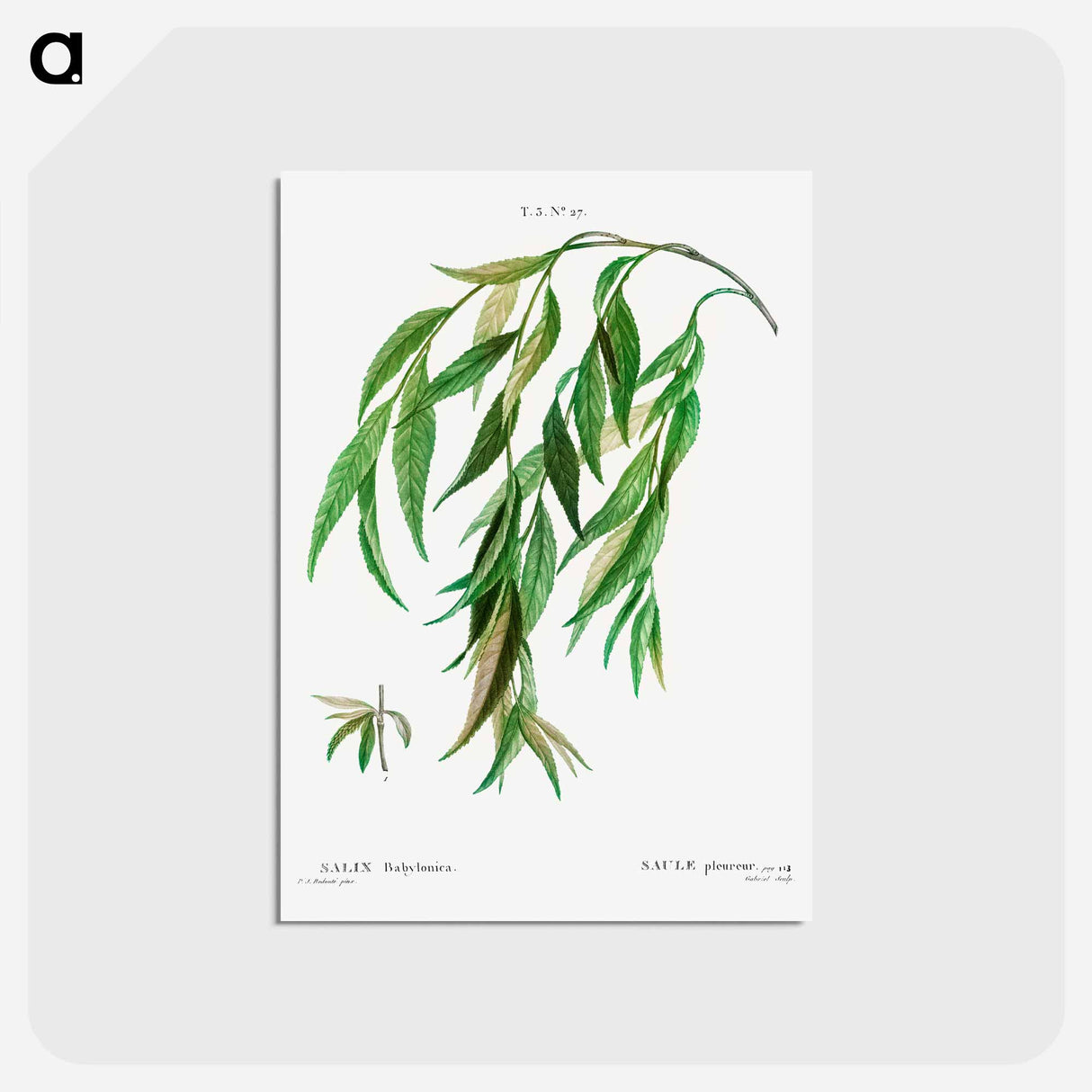 アートポストカード-Weeping willow - ピエール ジョゼフ ルドゥーテ Postcard.