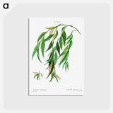アートポストカード-Weeping willow - ピエール ジョゼフ ルドゥーテ Postcard.